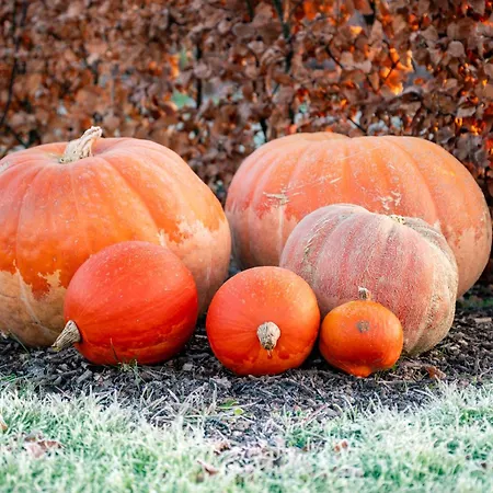 Vakantieverblijf Weidezicht *