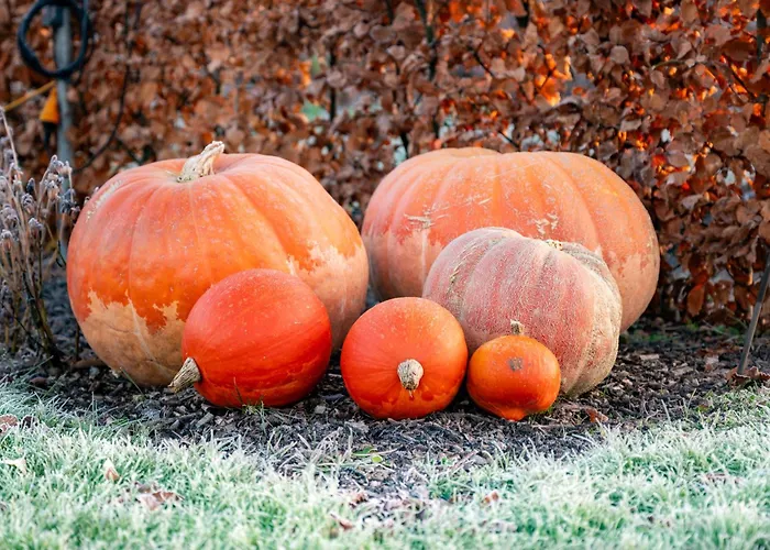 Vakantieverblijf Weidezicht *